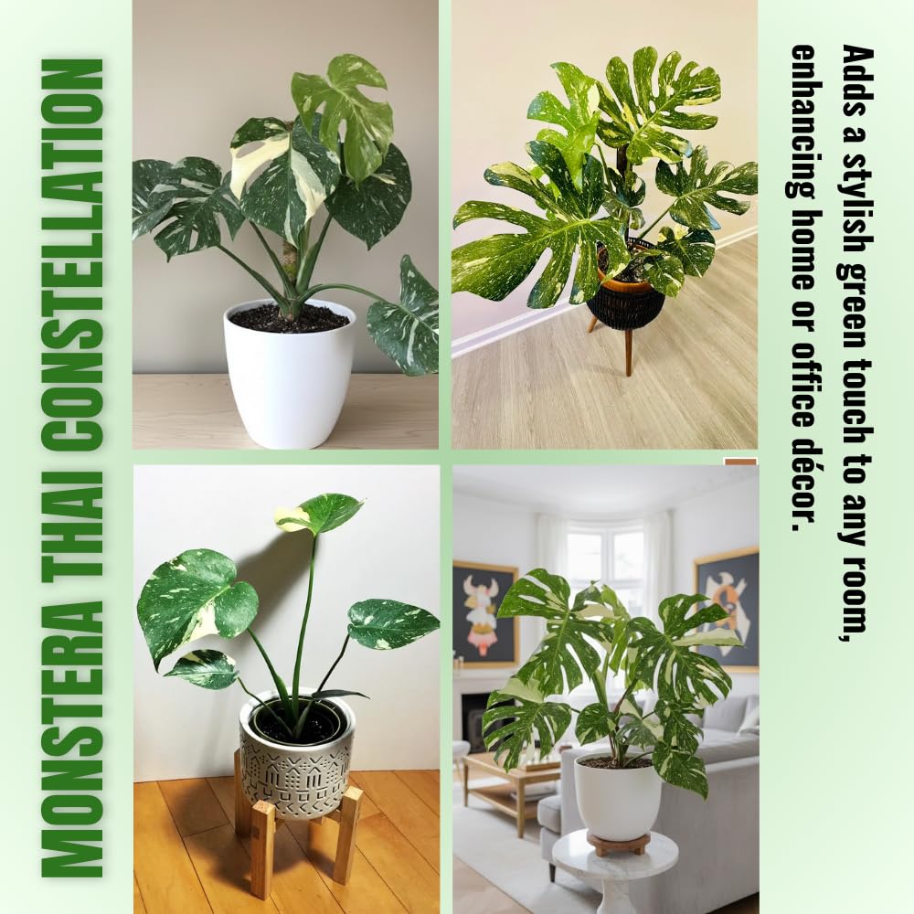 Constellation Monstera Plant Live, Variegated Thai Monstera Deliciosa, Variegated Leaves, Live Indoor Plant, 4–6 Inches Starter Plant for Indoor Houseplant