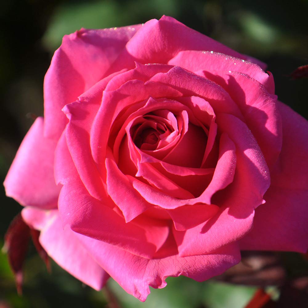 Heirloom Roses Rose Plant - Country Dancer Pink Rose Bush, Hardy Live Plant for Planting Outdoors