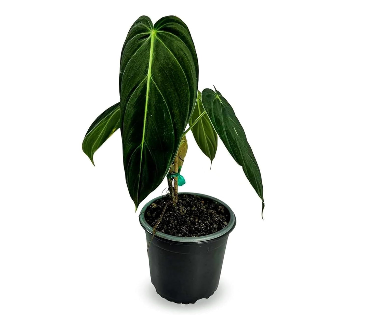 LEAL PLANTS ECUADOR Philodendron Melanochrysum|Exotic Indoor Houseplant for Living Room | Live Philodendron Plant |Beautiful Dark Melanochrysum for Home Decor