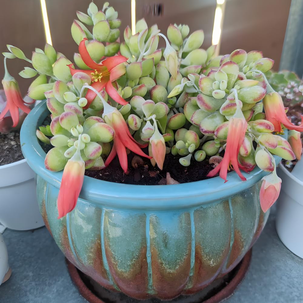 Cotyledon Pendens Succulent Plant Live – 4 Inch Pot | Rare Trailing Houseplant | Easy-Care Indoor Succulent
