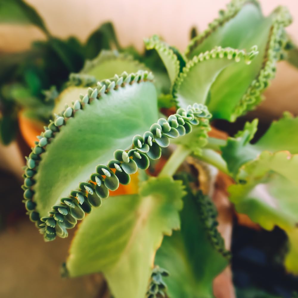 Live Kalanchoe Plant Starter, Mother of Thousands Plant Kalanchoe 4 Inch Pot, Indoor Houseplants