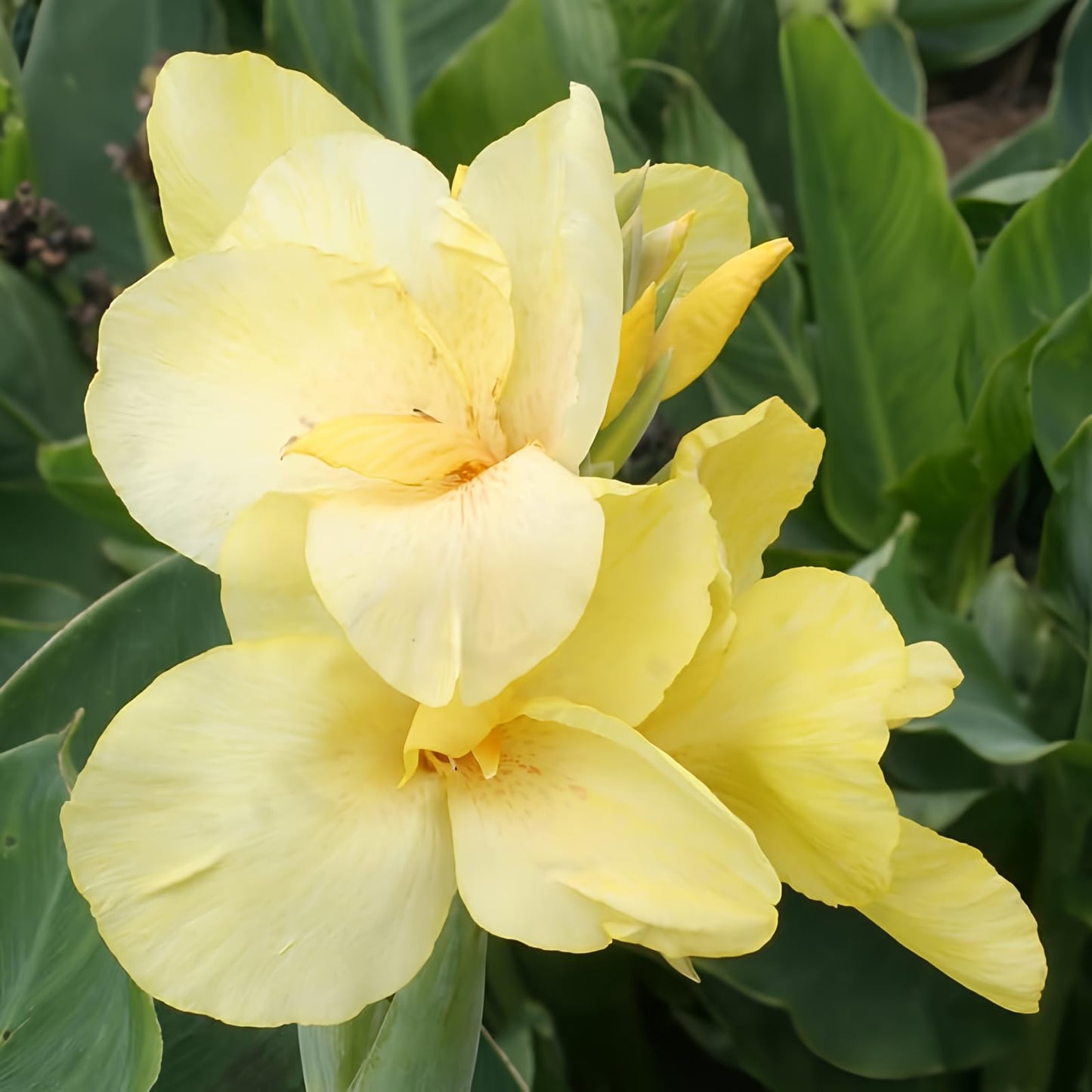 Pfitzer's Primrose Yellow Dwarf Canna Flower Bulbs - 3 Bulbs per Pack - Attracts Butterflies and Hummingbirds - Deer Resistant - Grows Well in Containers - Easy to Grow Live Plants - Outdoor Garden