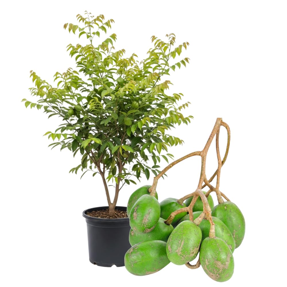 June Plum Tree Live Plant in One Gallon Pot, Tropical Fruit Tree Well Rooted 2-3 Feet Tall, Ready for Outdoor Garden