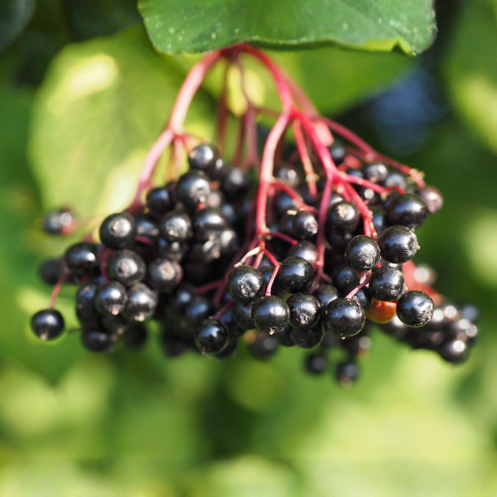 2-Pack Black Elderberry Tree Live Plants | 8-12" Bare Root Seedlings | Fast-Growing Fruit Bearing Shrubs