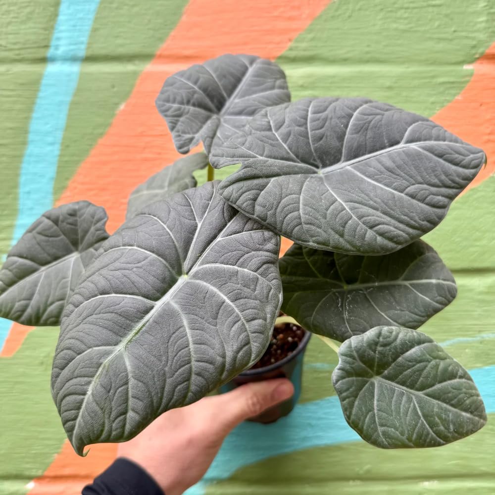 Alocasia Live Plant, Tropical Plant for Gift or Home Office Decor, Air Purifying, Rare Alocasia Plant Indoor from 2 to 4 Inches Tall (Grey Green)