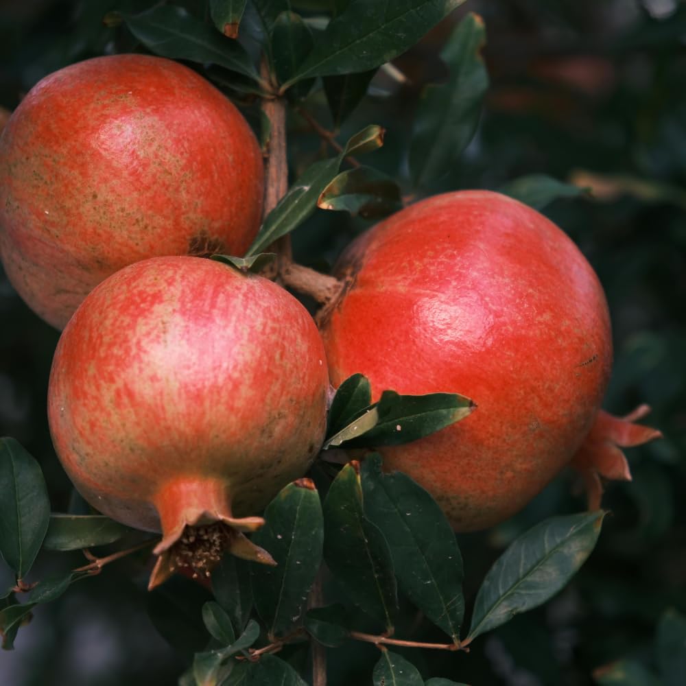 Cold Hardy Pomegranate Tree in Gallon Pot, 20-24 Inches Tall, Live Pomegranate Farfianka Plant, Easy-Care Strong Rooted Plant, Beautiful, Hardy Tree for Outdoor Growing, No Ship to CA,HI,AK