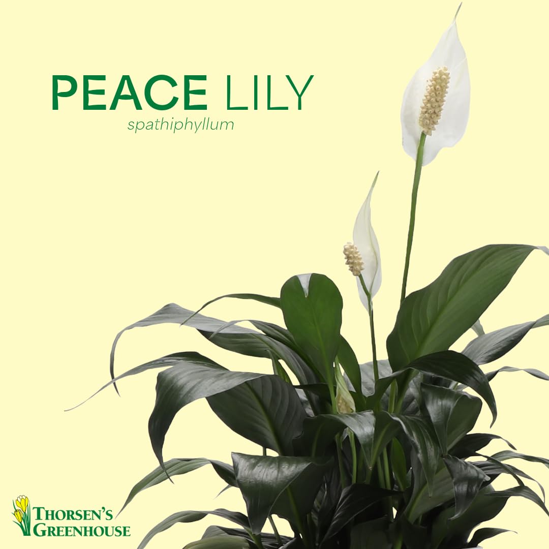 Thorsen's Greenhouse Live Peace Lily Plant, Spathyphylum, Low Light, Natural Air Purifier Live Indoor Plant, 4" Diameter Pot (Gold, 4-inch Pot)