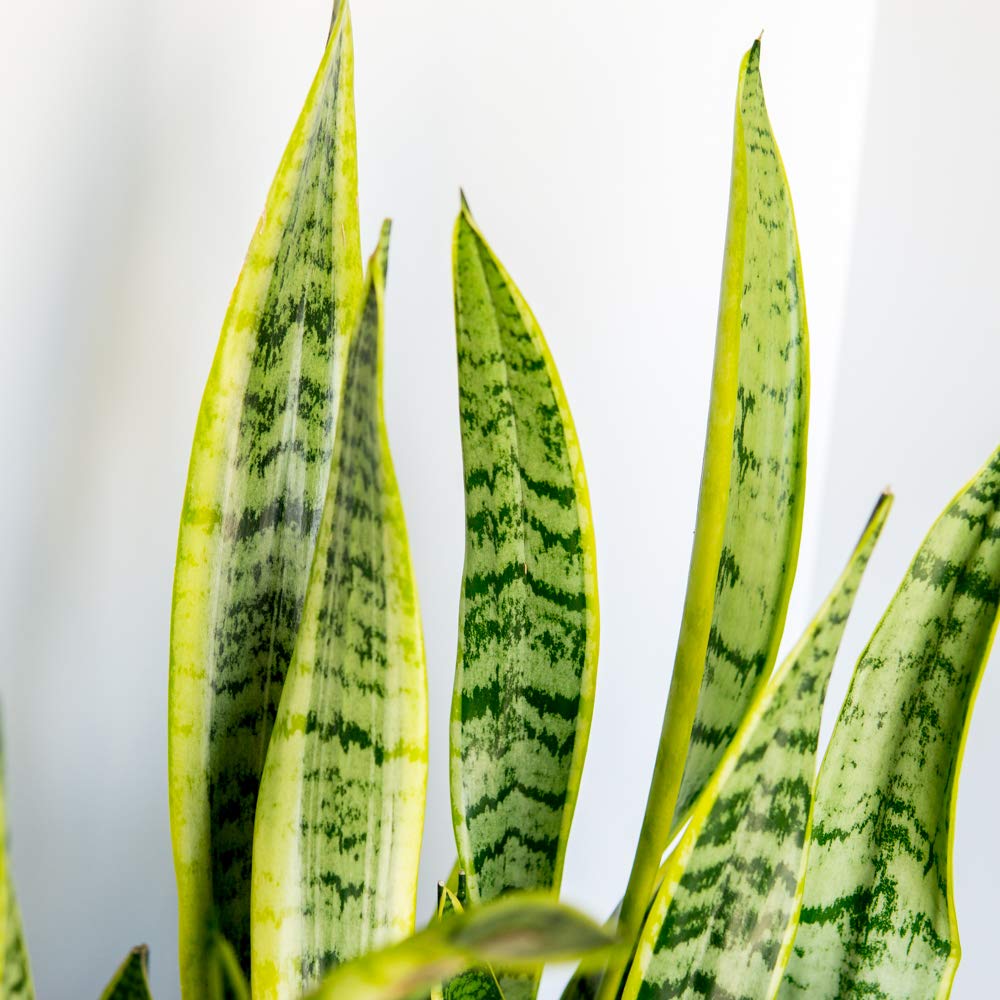 Perfect Plants Snake Plant Sansevieria Trifasciata Laurentii 16in Tall | Easy Care Houseplant | Perfect for Low to Bright Light Conditions, 6 in Grower's Pot