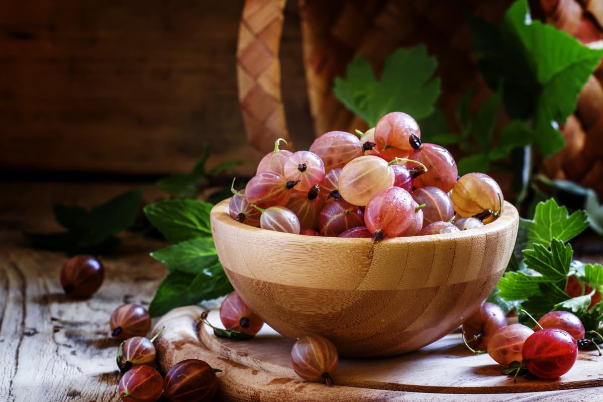 Pixwell Gooseberry Plant Live for Planting, Gooseberry Bush Live Plant Gooseberry Starter Plant Ready to Grow