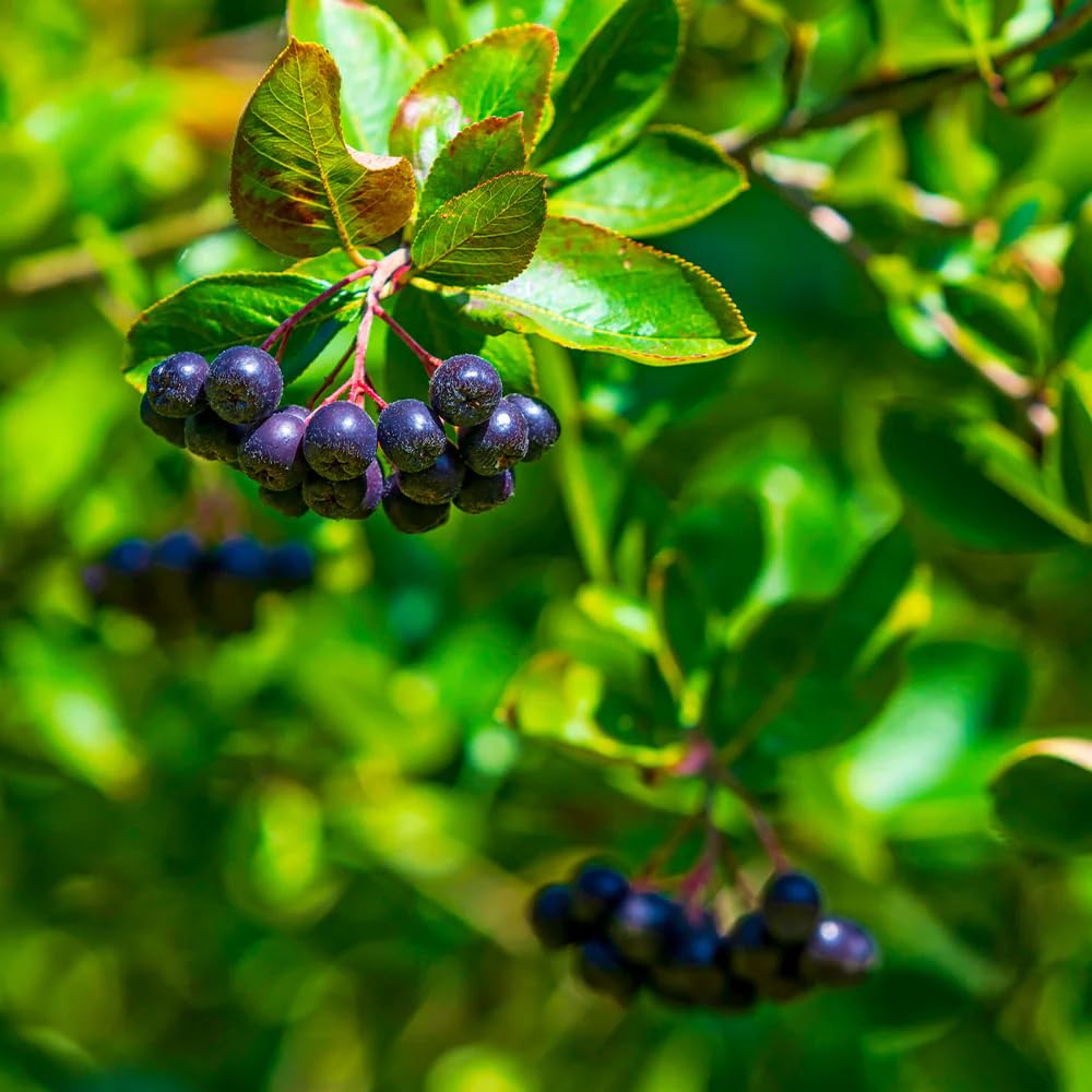 Black Chokeberry Plant Live for Planting 6-12 Inch Tall, Aronia Berry Plant Edible Berry