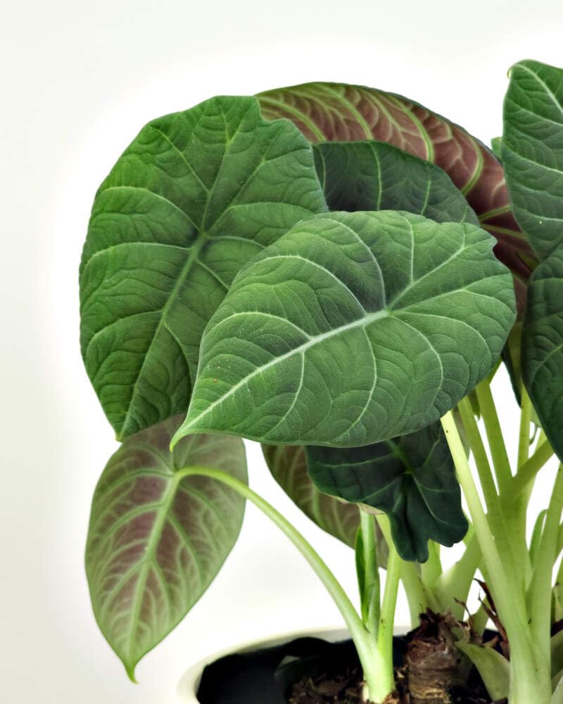 Alocasia Maharani (Grey Dragon) 5-9" Live Plant - Rare Jewel Alocasia with Thick Textured Foliage - Compact Indoor Houseplant - Exotic Living Decor