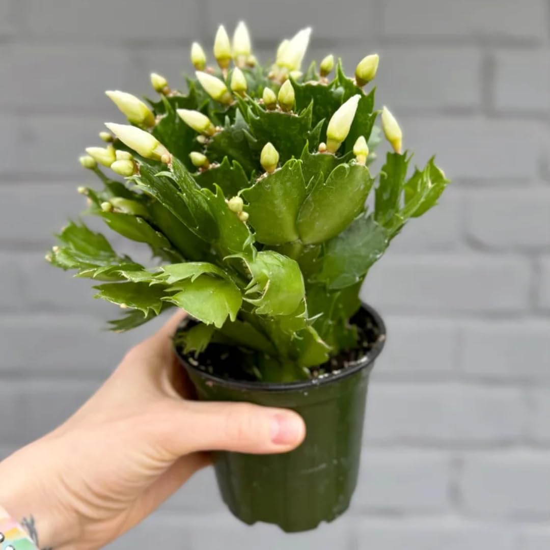 Christmas Cactus Plants Live, Thanksgiving Cactus Easter Cactus Like, 4-8 Inc Tall, Cold Hardy, Holiday Cactus for Indoor Outdoor Planting, Starter Size (Random Single Bloom)
