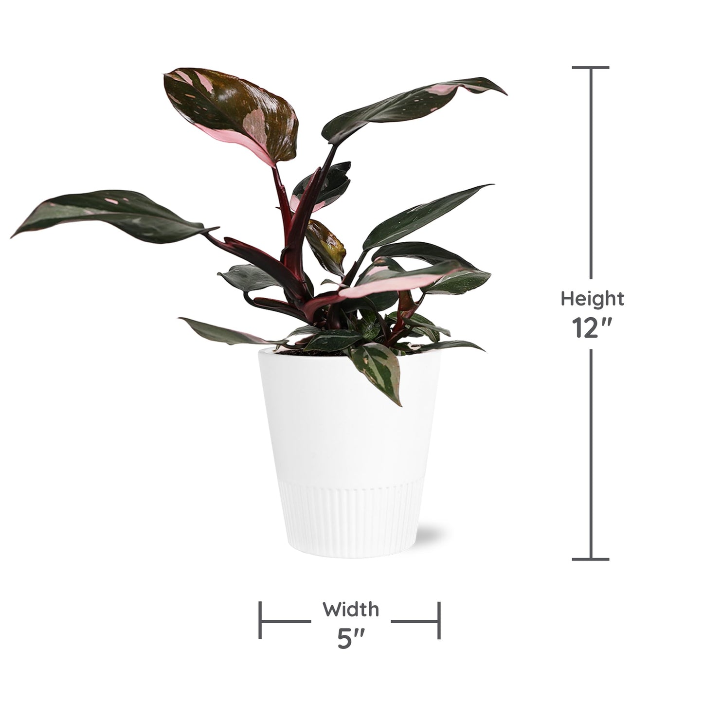 Green Circle Growers Live Pink Princess Philodendron in White Ceramic Pot – Vibrant Variegated Leaves, Perfect Indoor Houseplant, 5-Inch Decorative Planter