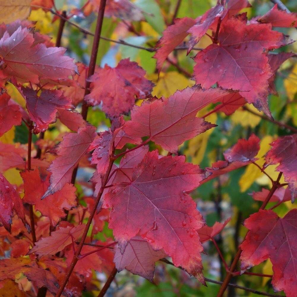 Live Plant - Brandywine Red Maple Tree - Live Plant - 12-24" Tall - Quart Pot - Ships Potted
