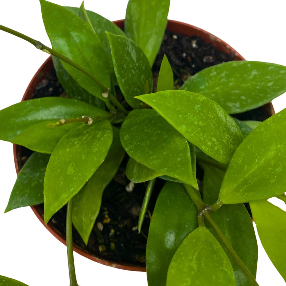 BubbleBlooms Hoya Gracilis, Rare Limited Live Plant, in 4 inch Pot