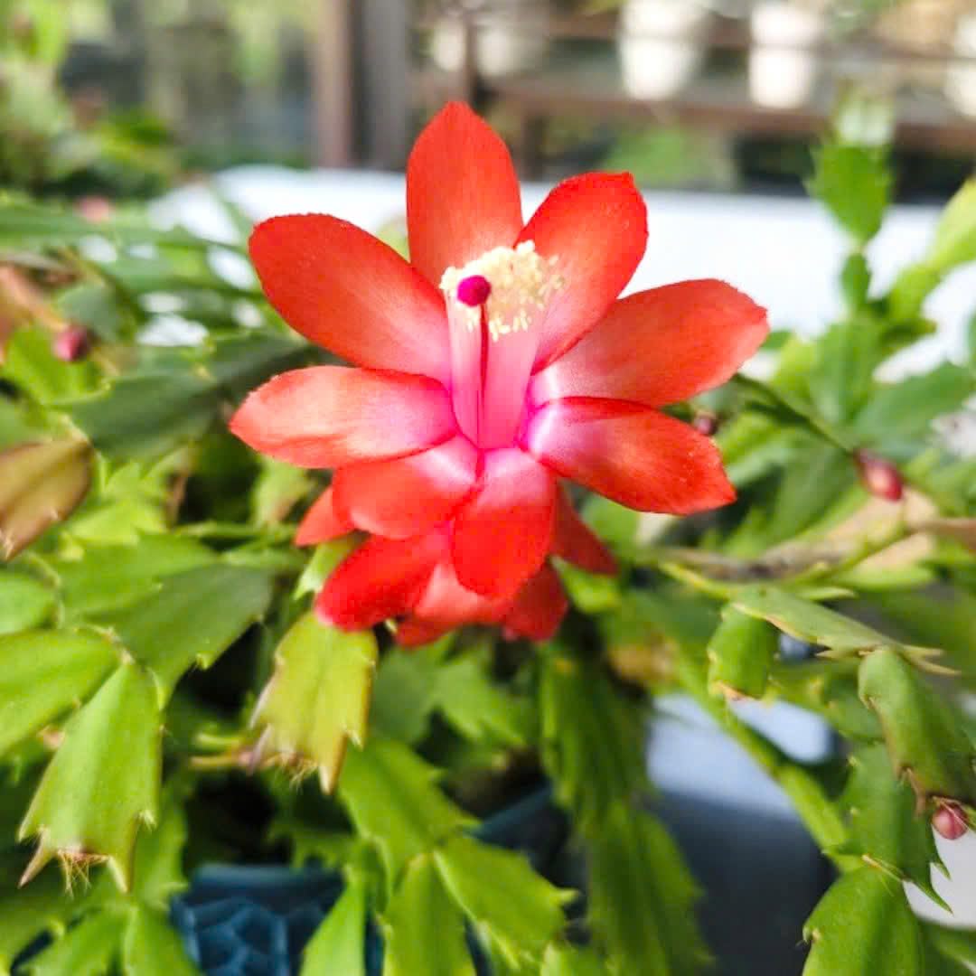Christmas Thanksgiving Cactus Live Plant in 4 Inch Pot | Beautiful Christmas Cactus Plants | Easy-Care Indoor Houseplant | Perfect Holiday Gift for Plant Lovers | Random Color