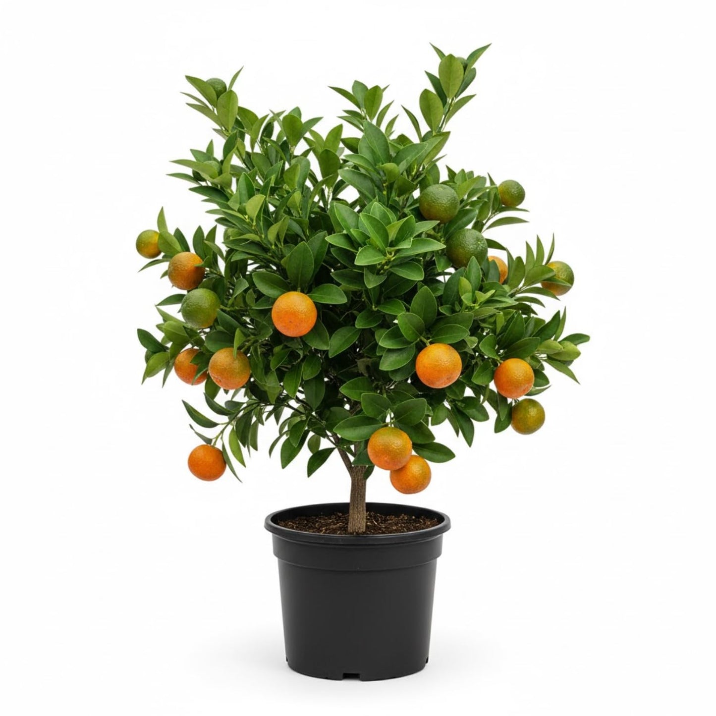 Calamansi Tree Live Plant, Sour Citrus Tree for Outdoor Planting, Calamondin Tropical Plant 2-3 Ft Tall in 5 Gallon Pot
