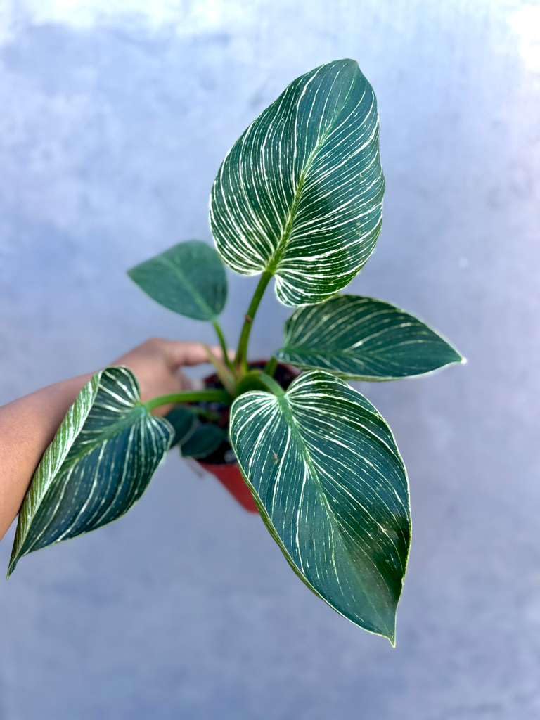 PLANTVERS Variegated Philodendron in 4" Grow Pot – Live Indoor Houseplant with Striking Variegated White-Striped Foliage – Easy Care Tropical Plant – Air Purifying Decorative Houseplant