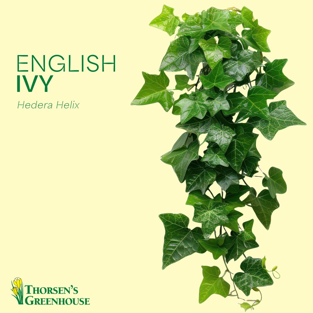 Thorsen's Greenhouse Live Green English Ivy Plant, Hedera Helix, Natural Air Purifier, Easy to Grow, Live Indoor Houseplant, (Nursery Pot - 6" Pot)