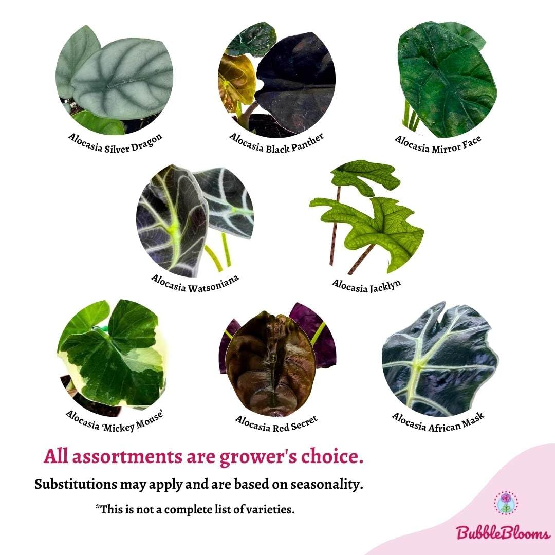 BubbleBlooms Rare Alocasia Assortment, 2 inch Set of 3, Jewel, Jacklyn, Cuprea Pixie Plants