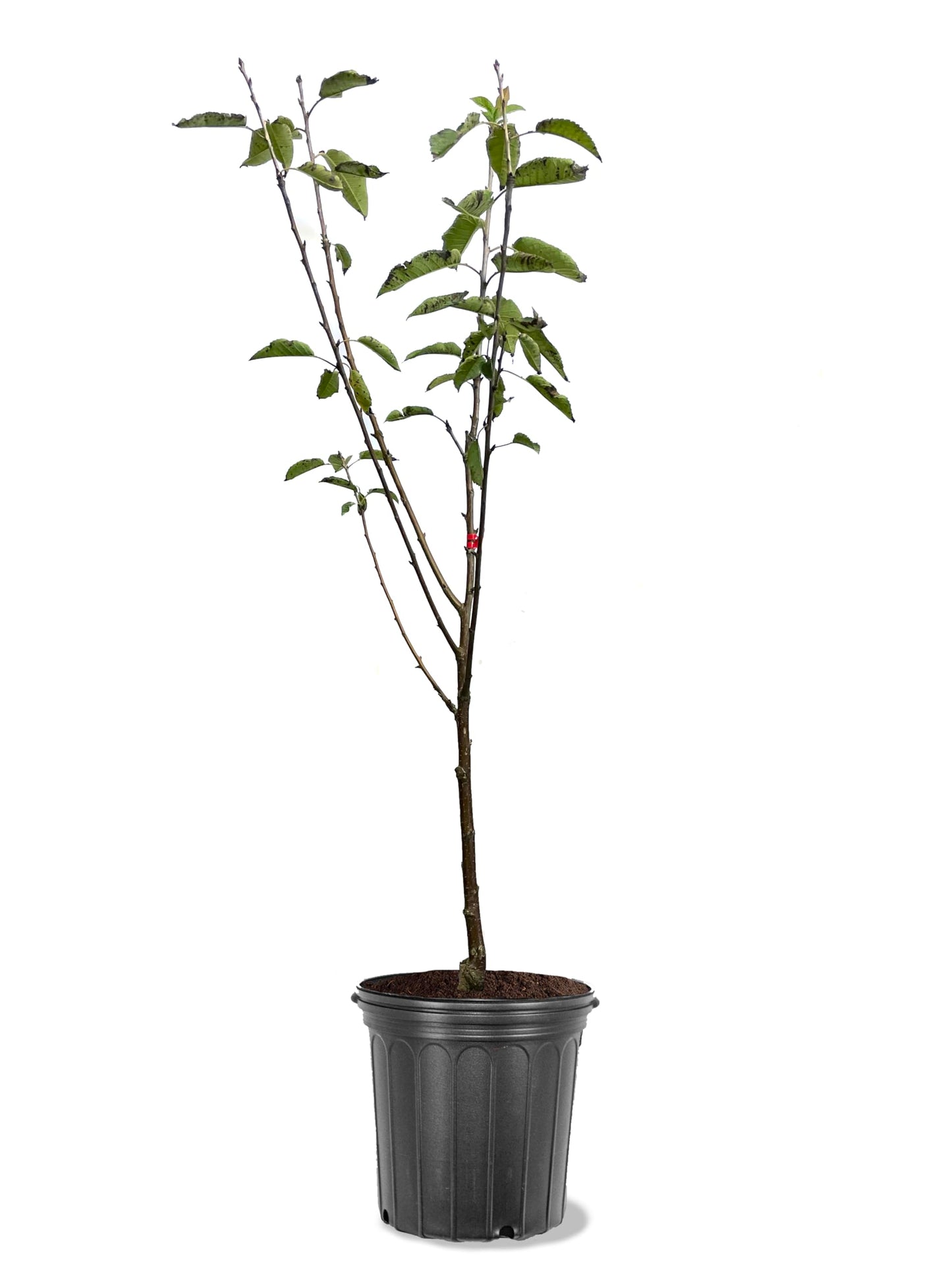 American Plant Exchange Cherry Tree 'North Star' Semi-Dwarf – Live Fruit-Bearing Plant, 5-Gallon Pot, Cold Hardy, Tart Edible Cherries for Outdoor Orchards and Landscapes
