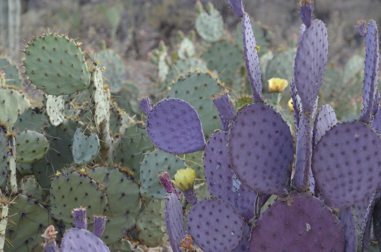 TWIGA Purple Prickly Pear Cactus 1 Pad Live Plant - Fresh and Vibrant Opuntia Genus Cactus Plants Live - Unique Purple Hue - Ready for Propagation - Ideal for Gardens or Indoor Spaces