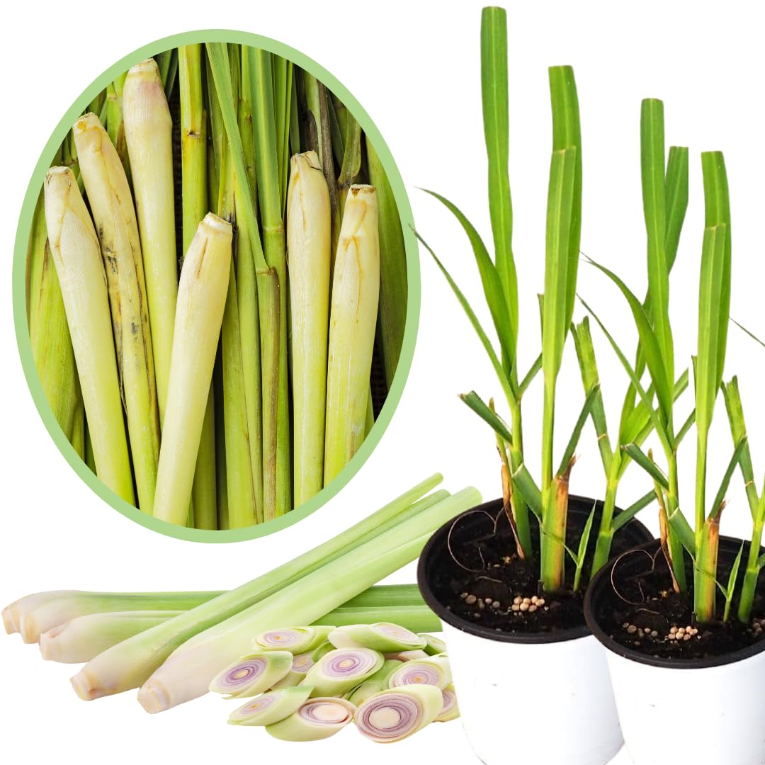 Potted of 2 Lemon Grass Live Plants, Indoor Outdoor Herb Lemongrass Plants Rooted, Lemongrass Stalks Zones 9-11