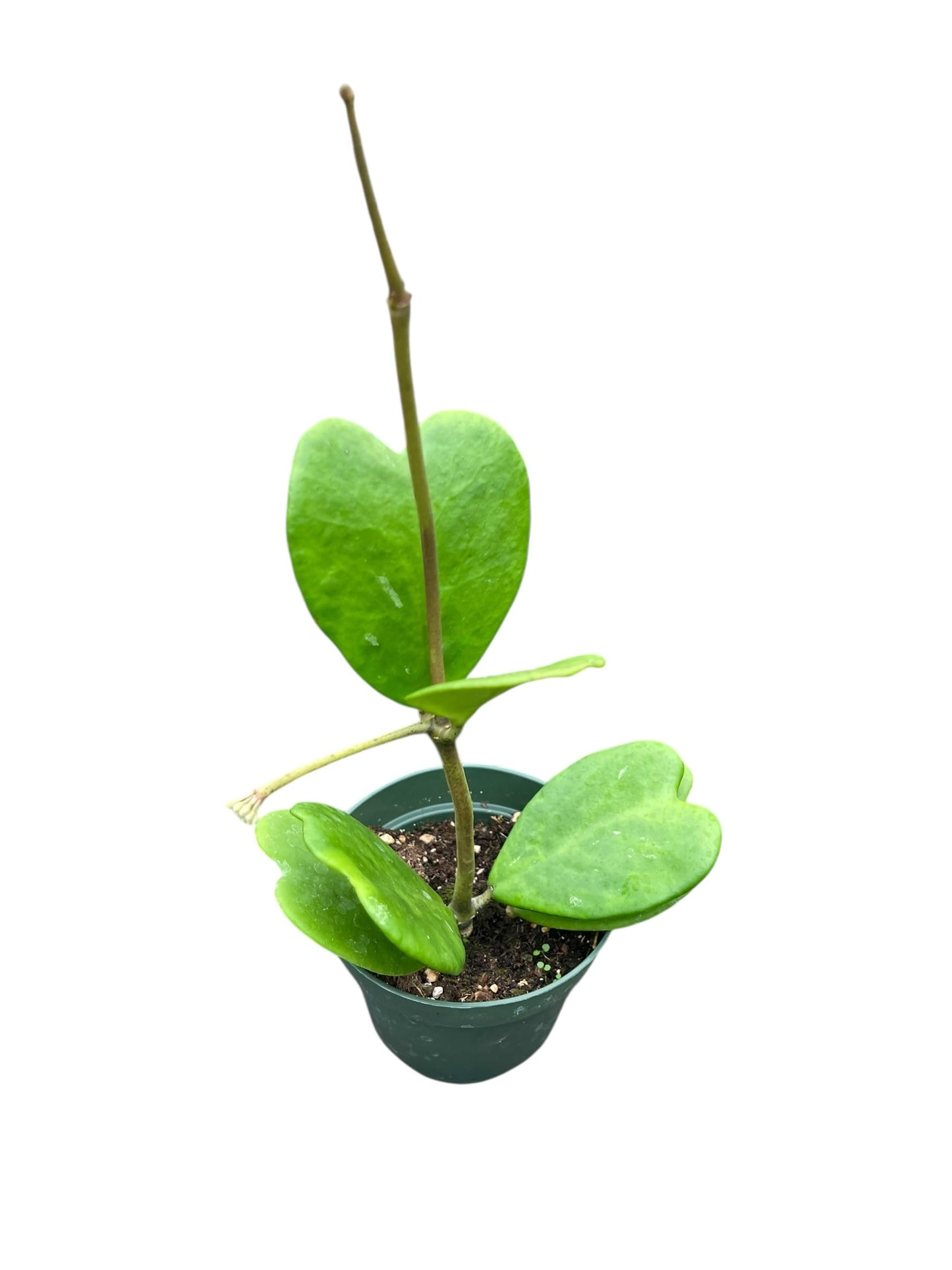Hoya Kerrii Live Plant – Heart Leaf Hoya – 4 Inch Pot – Indoor Succulent Houseplant Easy Care