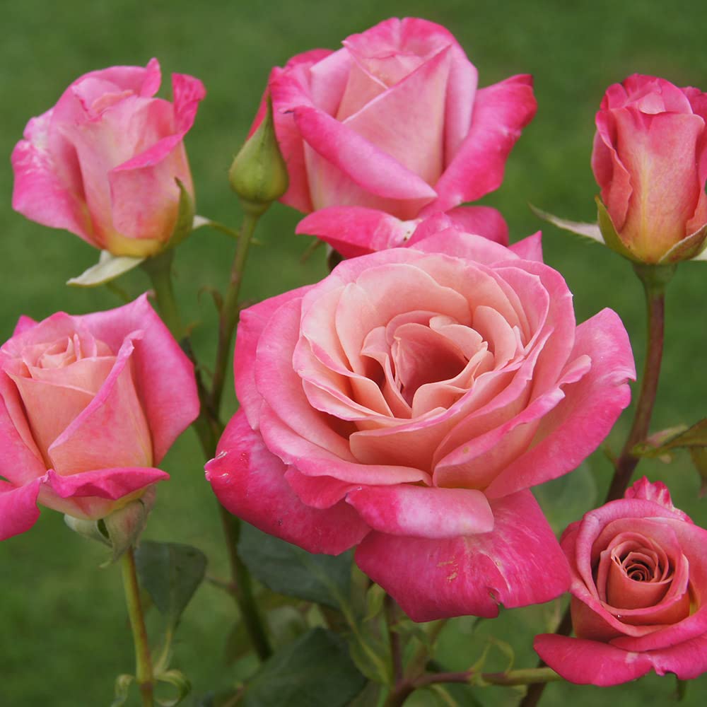 Heirloom Roses Rose Plant - Muzi-Lucia Pink Rose Bush, Hybrid Tea Live Plant for Planting Outdoors