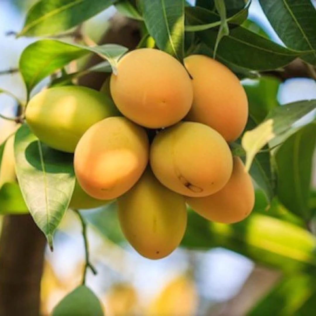 Mango Tree Live Plant, Yellow Sweet Mango Tree Plant, 7 to 10 Inc Mango Live Plant for Growing Outside, Mango Tree for Planting