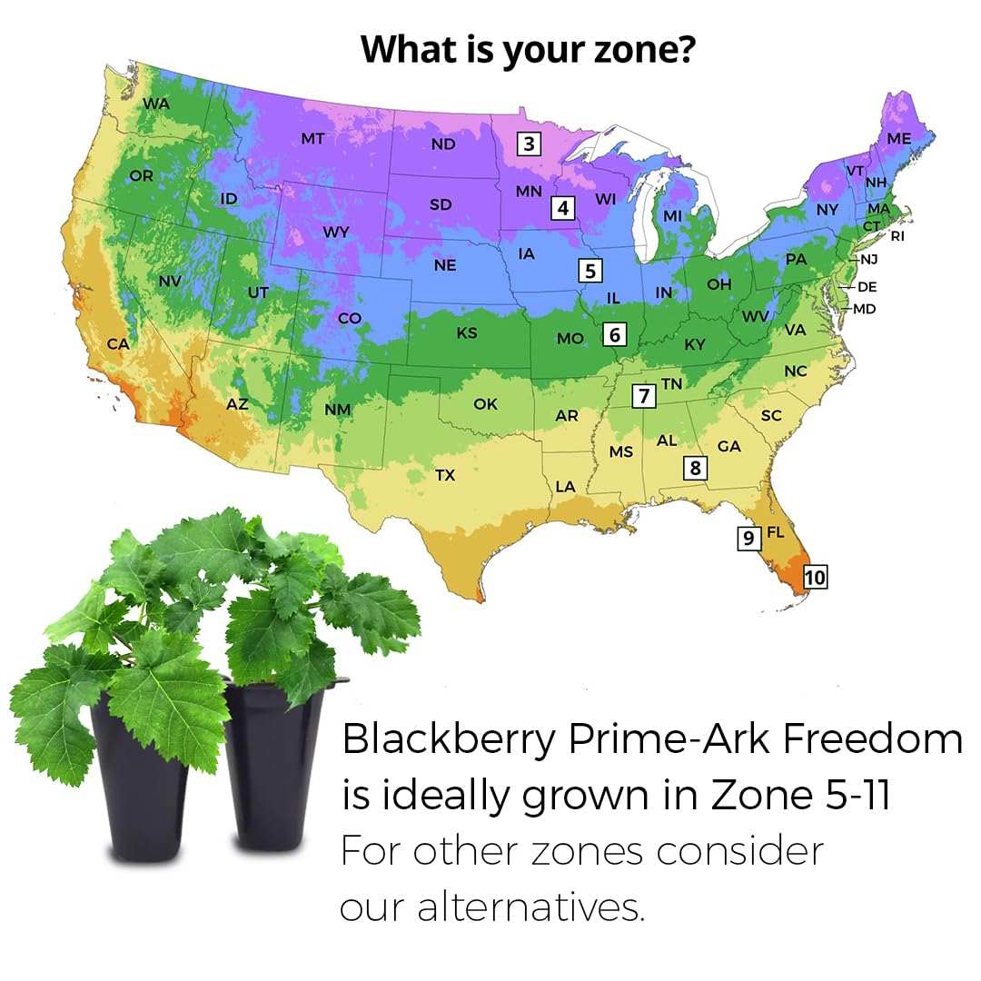BlackBerry Plant Freedom-Ark (4 Pack) | Live Fruit Plant for Planting | Thornless & High-Yielding Variety | Large, Sweet & Juicy Berries | Perfect for Fresh Eating & Organic Gardens | Easy to Grow