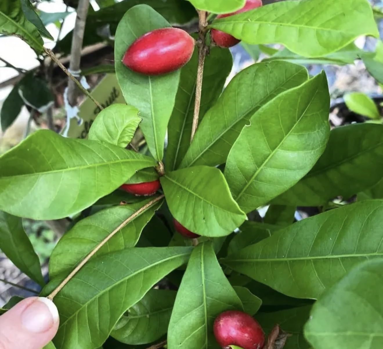 Miracle Fruit Live Fruit Tree(synsepalum Dulcificum) (8in to 12in”) Magic Berry Plant