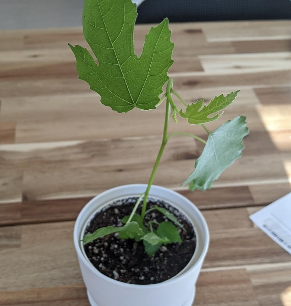 Fignomenal Fig Tree - Dwarf Fig Tree – Perfect for Containers - 4-6 Inches Tall - Self Fertile - Ficus Carica