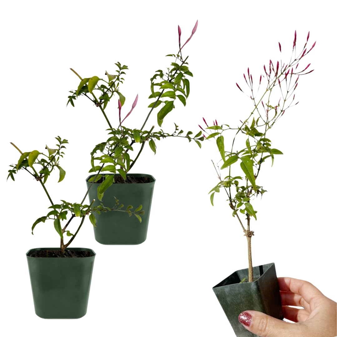 Mini Pink Jasmine Vine, Fragrant and Live Houseplant, 2 Inch Pot, Jasminum Polyanthum (2)
