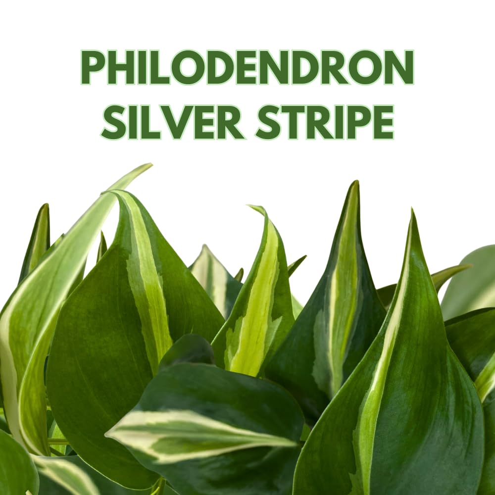 BubbleBlooms Philo Silver Stripe, 4 inch Variegated Philodendron Hederaceum Cordatum Heartleaf