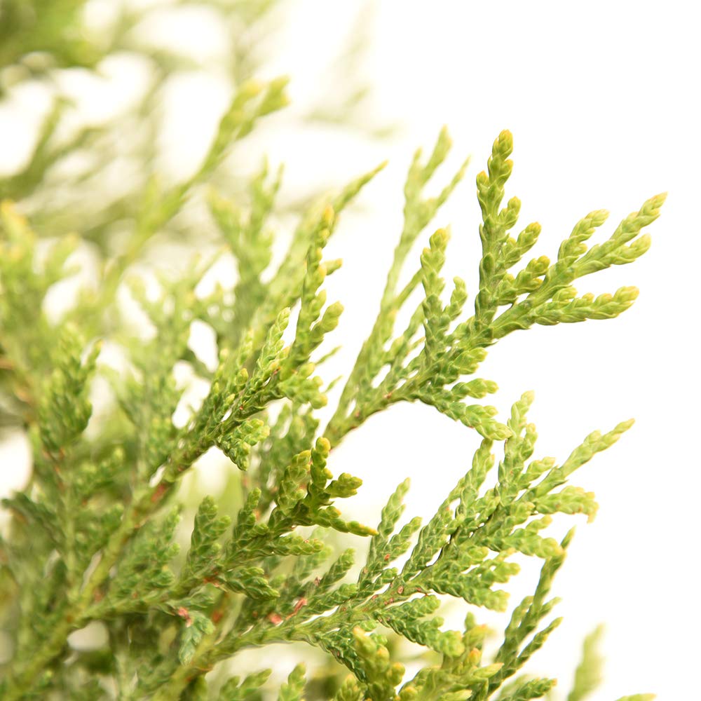 Perfect Plants Thuja Green Giant 2-3'