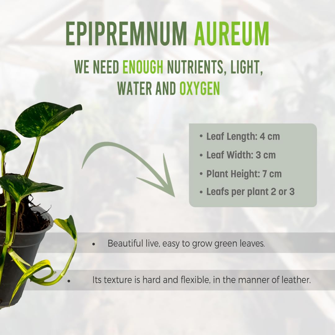 LEAL PLANTS ECUADOR Epipremnum Aureum (Pack of 2)|Golden Pothos Epipremnum Climbing Plant|Jade Epipremnum Aureum Live Houseplant| Pothos Live Plant