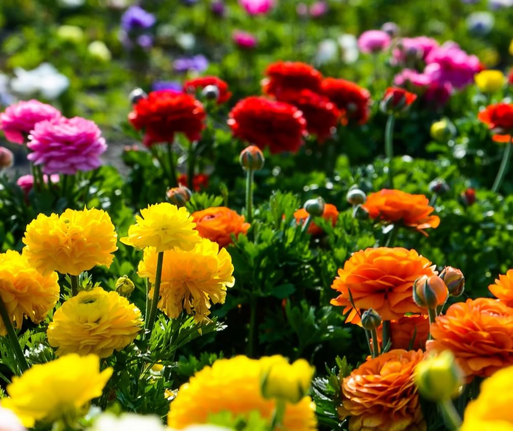 Mixed Peony Ranunculus Bulbs- Persian Buttercup -10 Corms Bulbs Flowering Blooms Perennial Bulbous Root Garden Plant (Mixed Ranunculus Bulbs)