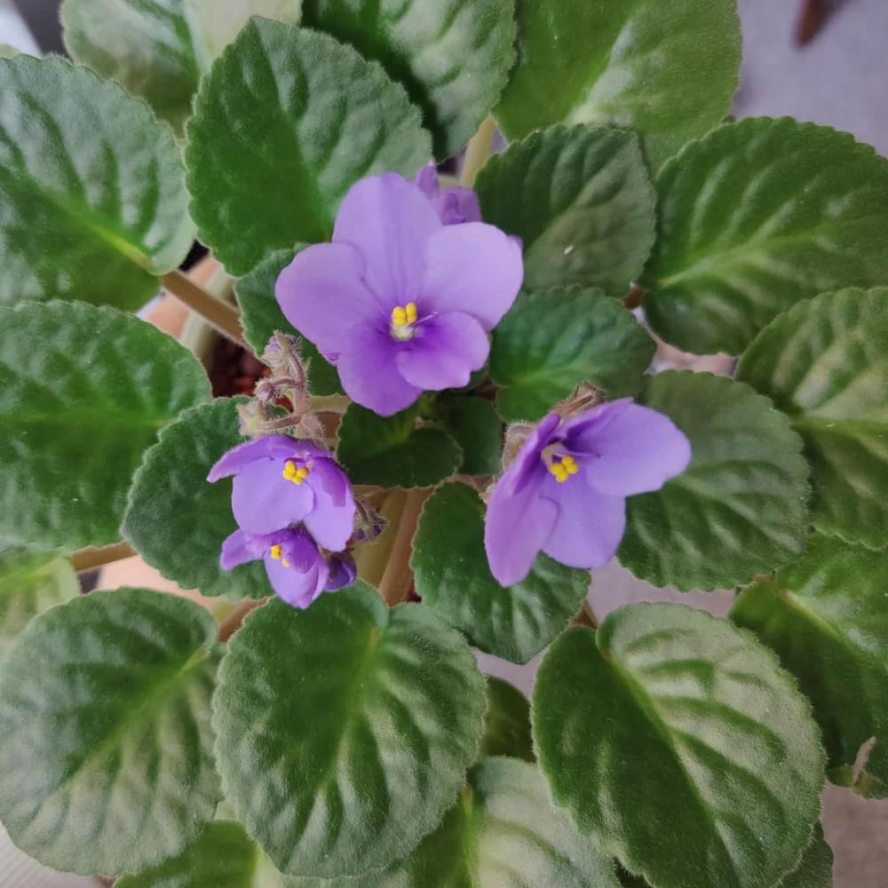 African Violets Live Plants, African Violet Plant Live in 4 Inches Pot, Violets Flowers Houseplant, 4-7 Inches Tall for Home Office Decor (Light Purple)