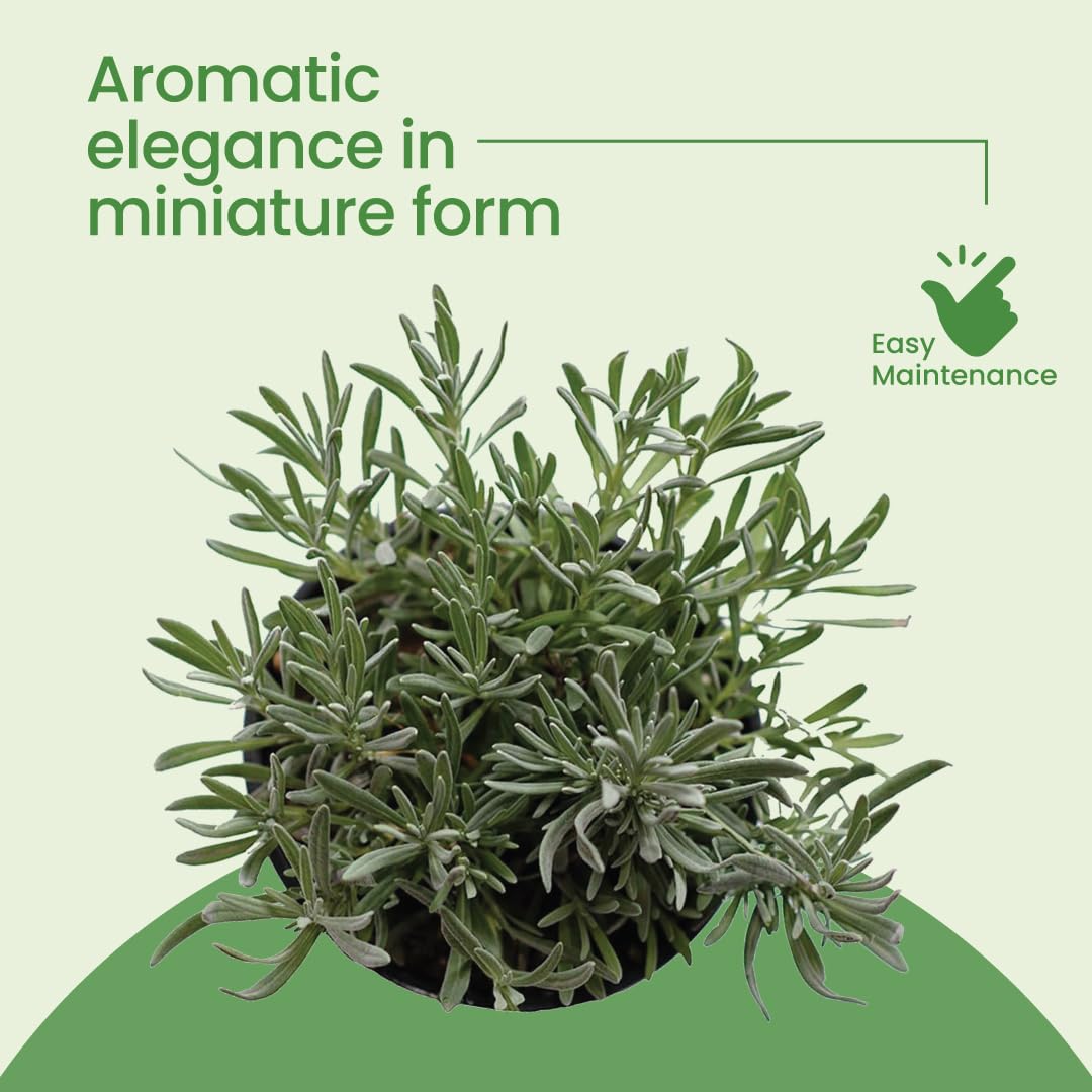 American Plant Exchange English Lavender – 6-Inch with Pot – Live Fragrant Flowering Herb Plant, Edible Aromatic Greenery for Home, Garden, Patio, or Balcony Decor