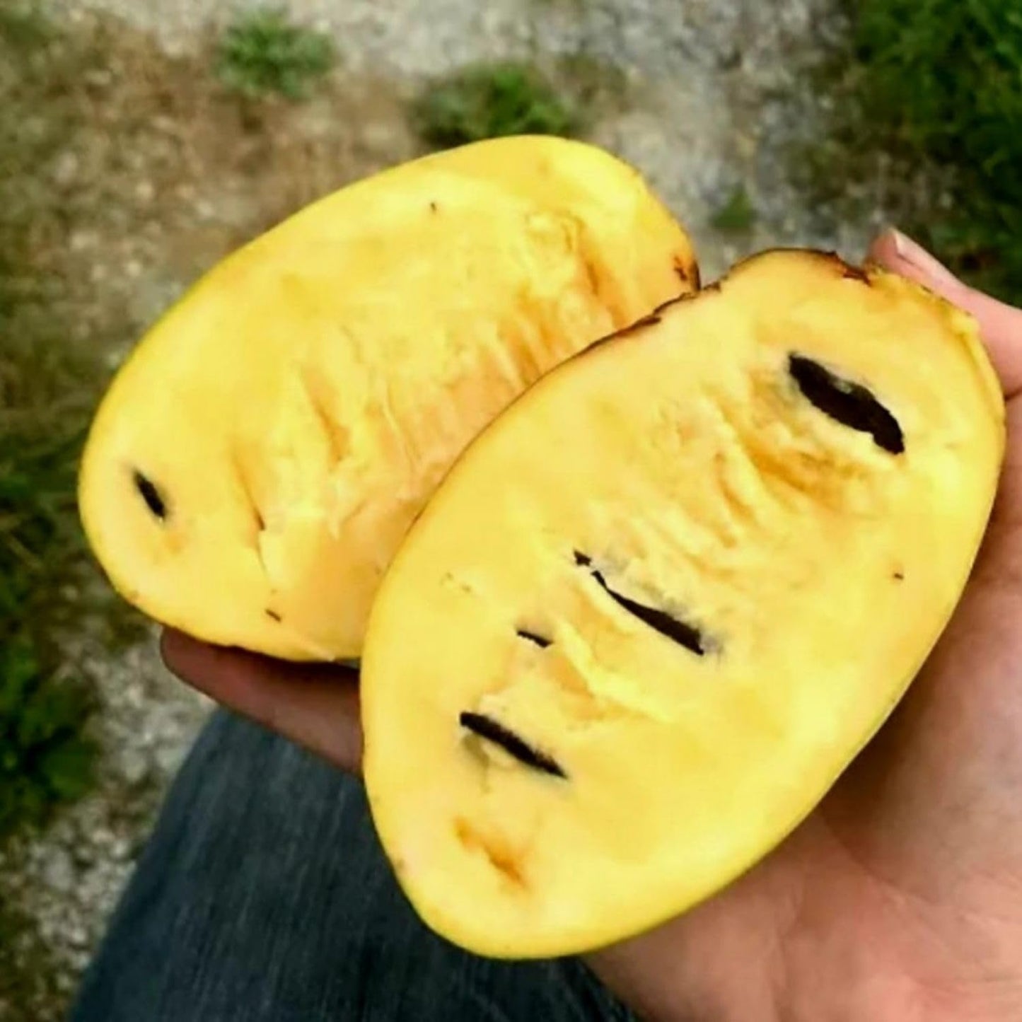 Pawpaw Tree Live Plant, Hardy Paw Paw Plant, 1 Feet Tall, Paw Paw Live Plant, 1 Year Old, Tropical Shrub Tree