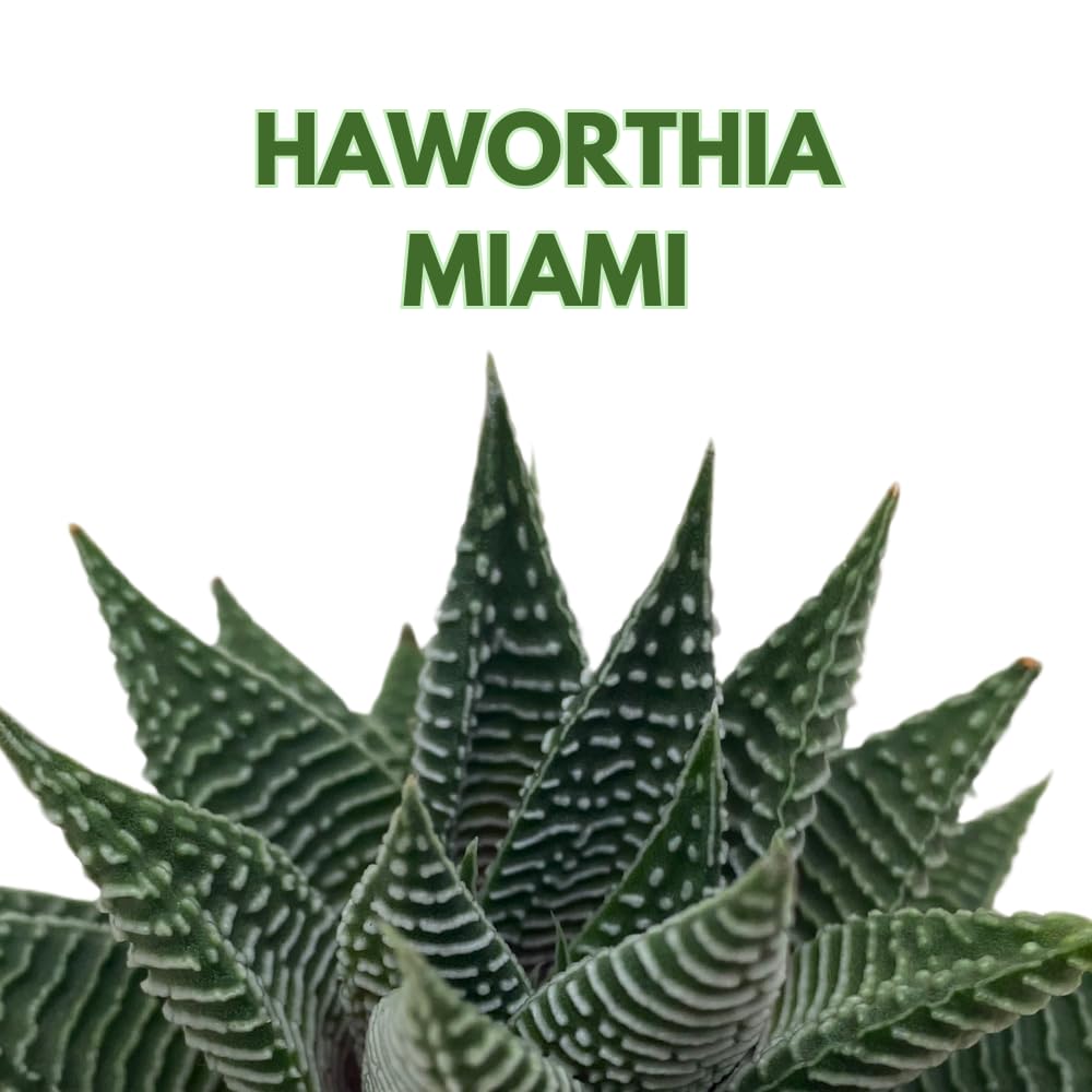 BubbleBlooms Haworthia Miami, 2 inch wandera Tropiflora Lace Aloe