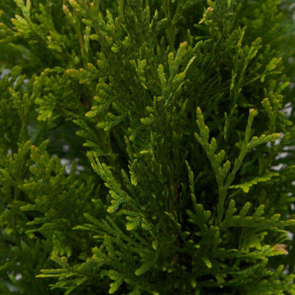 Thuja Plicata 'Green Giant' Arborvitae - 1 Quart Size Plant - Live Evergreen Privacy Tree