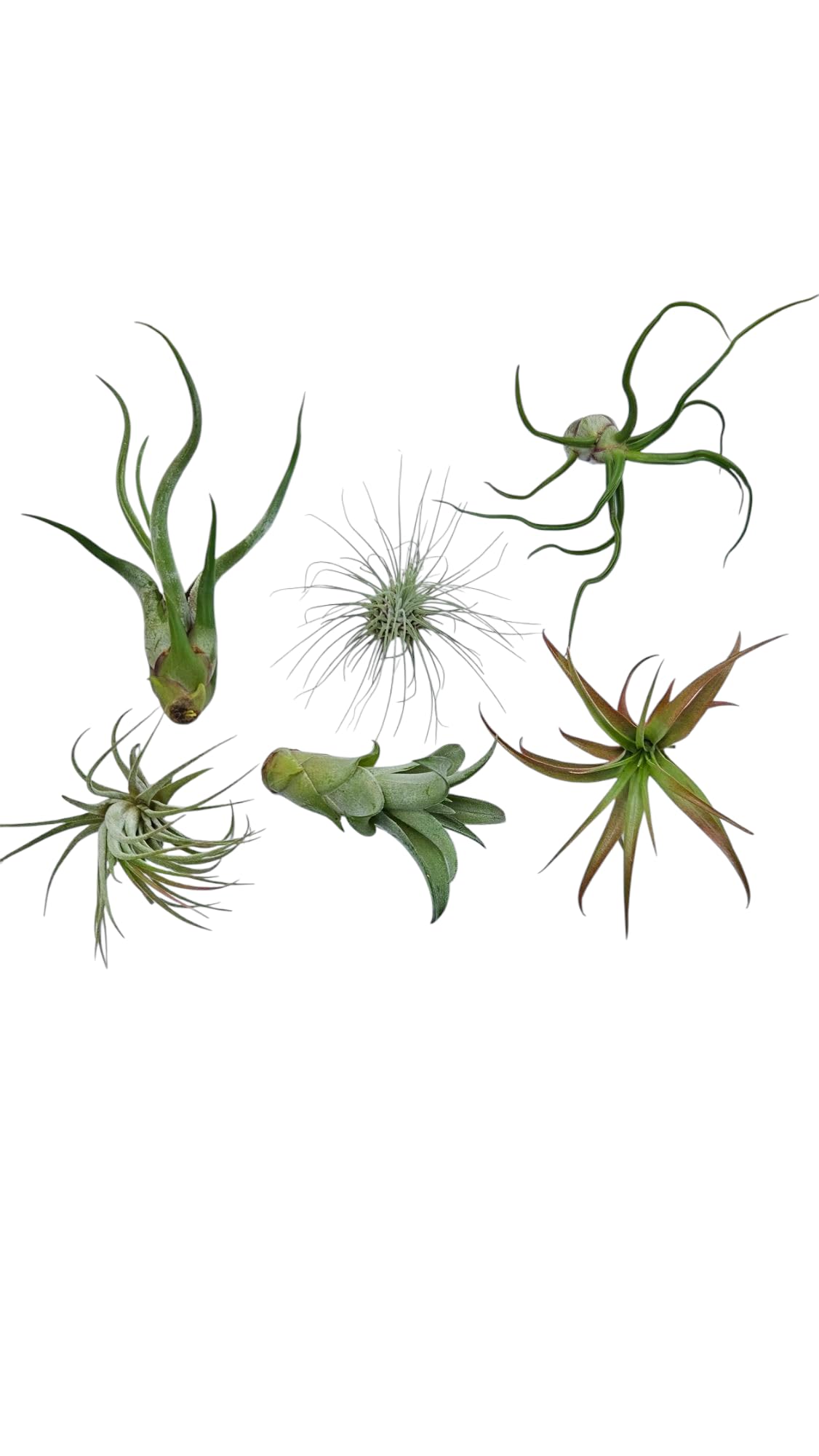 It Blooms Rainforest Grown 6 Pack Assorted Hardy Air Plants - Succulents - Bromeliads - Live Tillandsia - Easy Care House Plants - 30 Day Guarantee