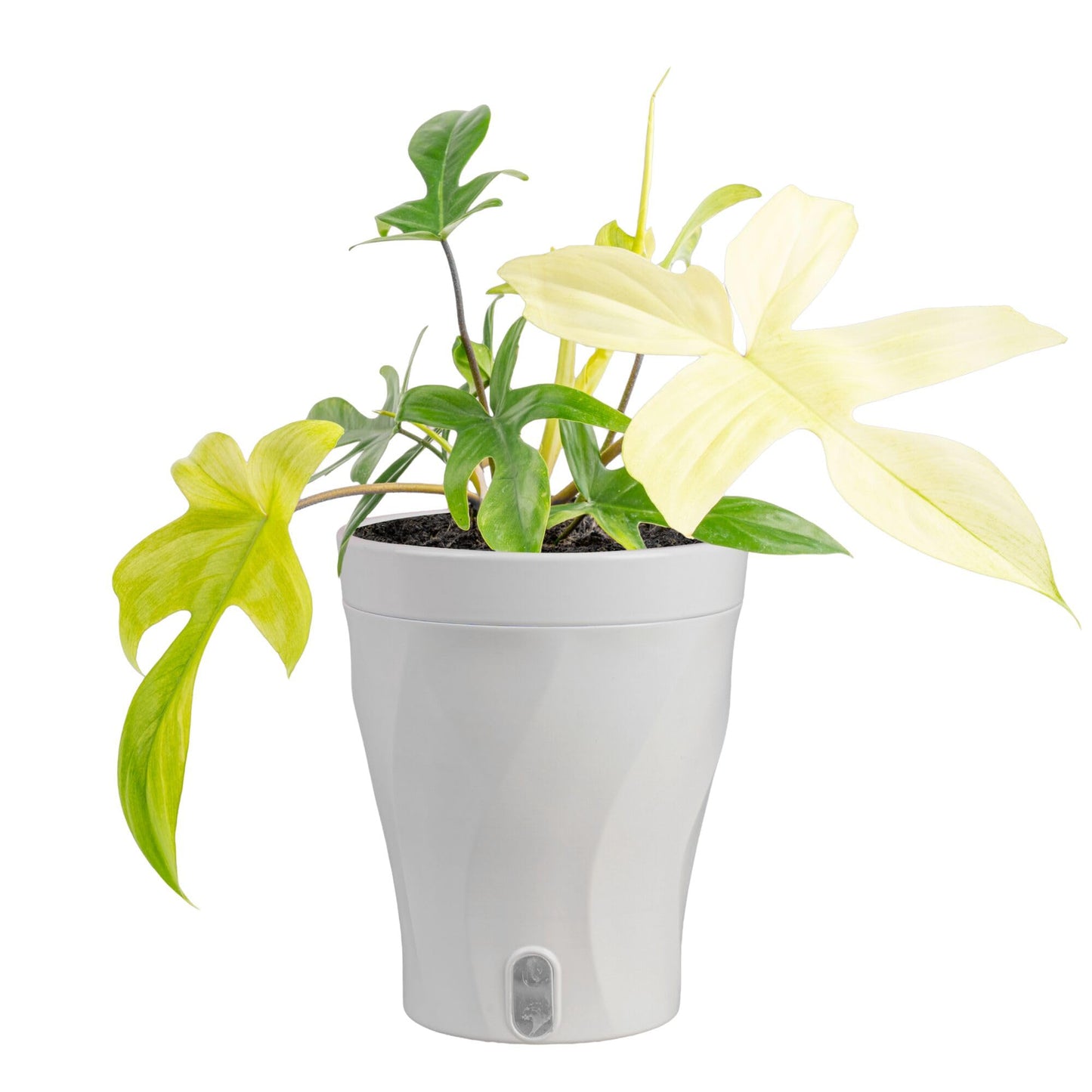 Costa Farms Philodendron Florida Ghost Live Plant in Self Watering Pot, Air Purifying Indoor Houseplant, Home, Room, or Office Decor, House Warming or Birthday Gift, 12-18 Inches Tall