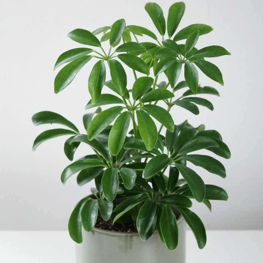 Schefflera Arboricola Live Plant for Indoor | Different Houseplants in 4'' & 6'' Pot | Real House Plant for Living Room, Office, Desk & Bathroom | Dwarf Umbrella Tree