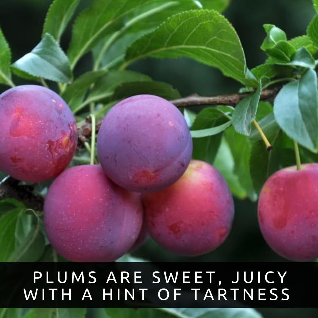 3 Pack Live Plum Trees – Sweet Juicy Fruit, Hardy Fast Growing Fruit Trees, Outdoor Garden & Backyard Orchard Plants