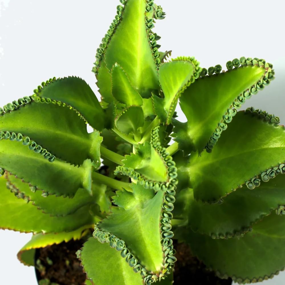 Mother of Thousands Kalanchoe Plant Live 4'' Pot, Hardy Succulent Indoor Houseplant for Growing
