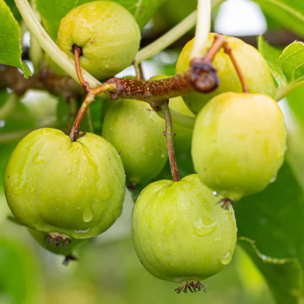 Rare Shape Female Kiwi Plants Live for Planting, Size Starter from 5 to 10 Inches Tall, Berry Vine, Cold Hardy Edible Fruit Vines for Home Garden