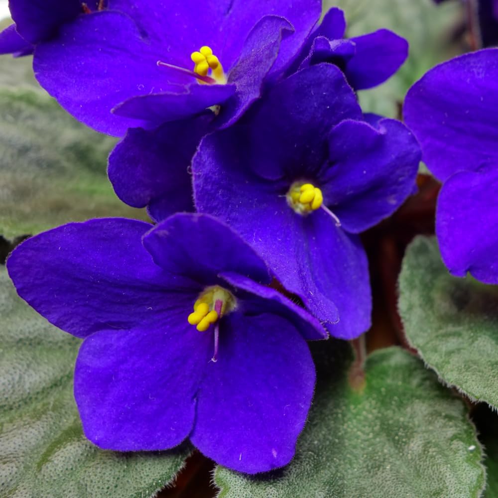 Blue African Violet Plant, Perennial African Violet Live Plants in 4 Inch Pot, Violets Live Plants Houseplant for Indoor Garden
